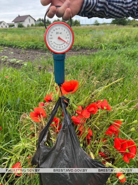 В Бресте уничтожено 7 кг запрещённых растений